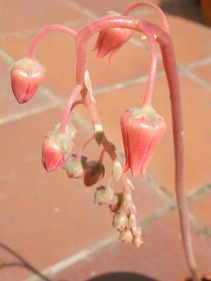 lilacina_flor.jpg