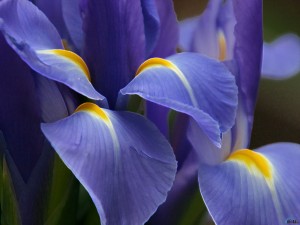lilas-300x225.jpg