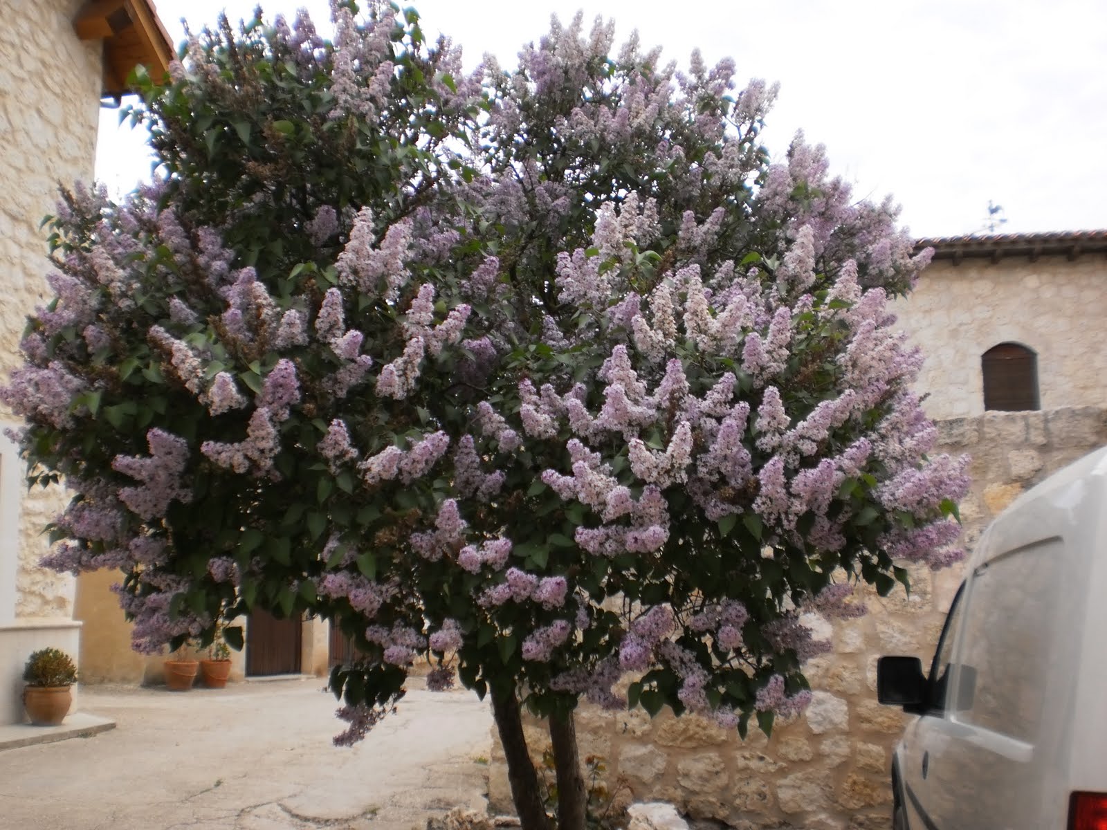 Lilas.JPG