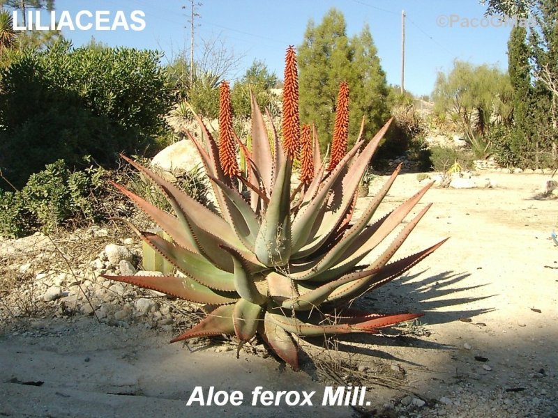 LILI.Aloe.ferox.04091.jpg