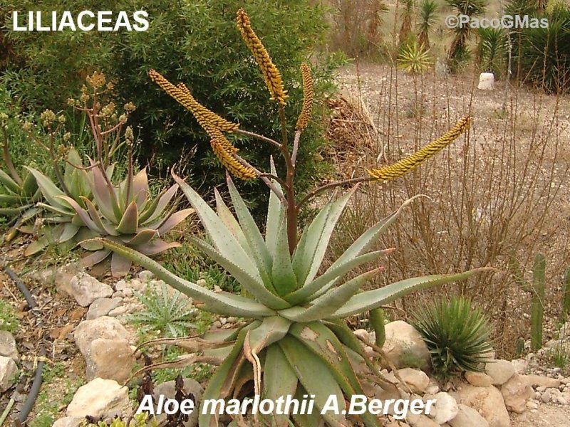 LILI.Aloe.marlothii.04609.jpg