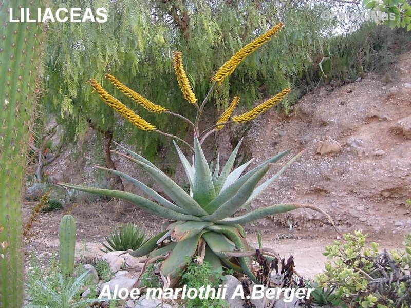 LILI.Aloe.marlothii.04735.jpg