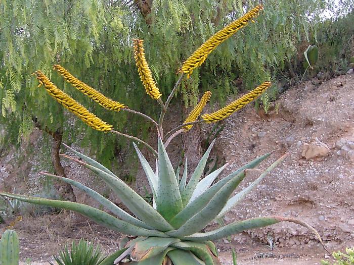 LILI_Aloe_marlothii_04735.jpg
