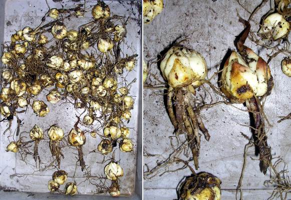 Lilium%20bulbs.jpg