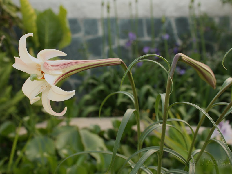 lilium%252520formosana%2525203.jpg