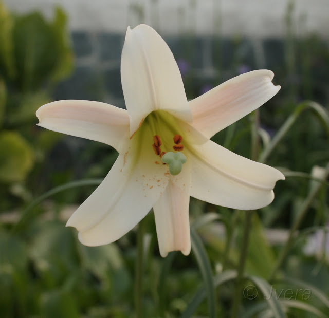 lilium%252520formosana1.jpg