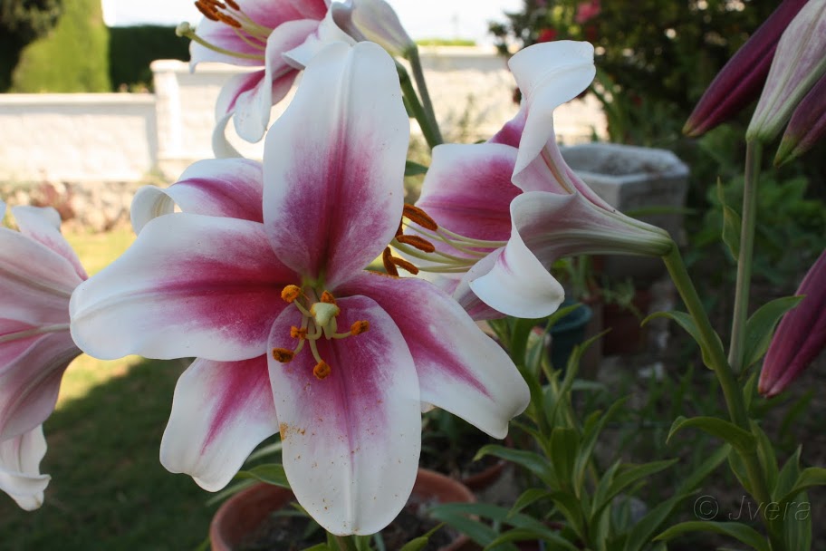 lilium%252520longiflorum%252520casa%252520rosa%2525205.jpg