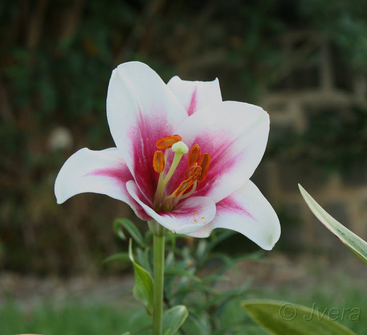 lilium%252520longiflorum%252520casa%252520rosa.jpg