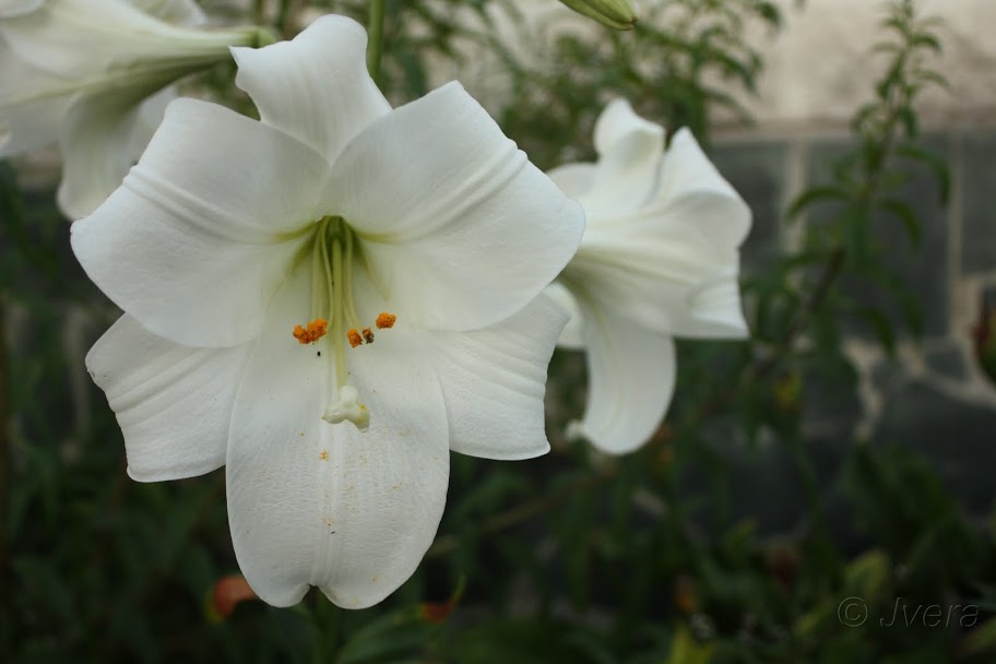 lilium%252520white%252520heaven2.jpg