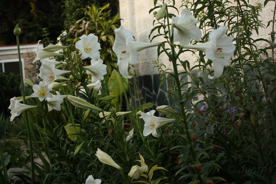 lilium%252520white%252520heaven3.jpg