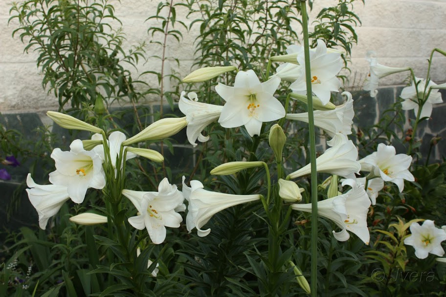 lilium%252520white%252520heaven4.jpg