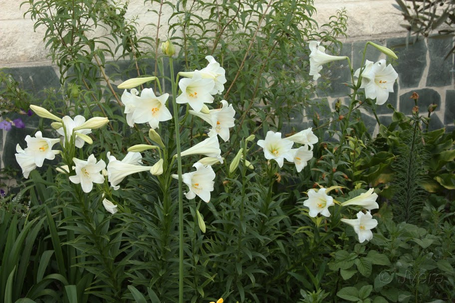 lilium%252520white%252520heaven6.jpg