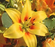 lilium-amarilla.jpg