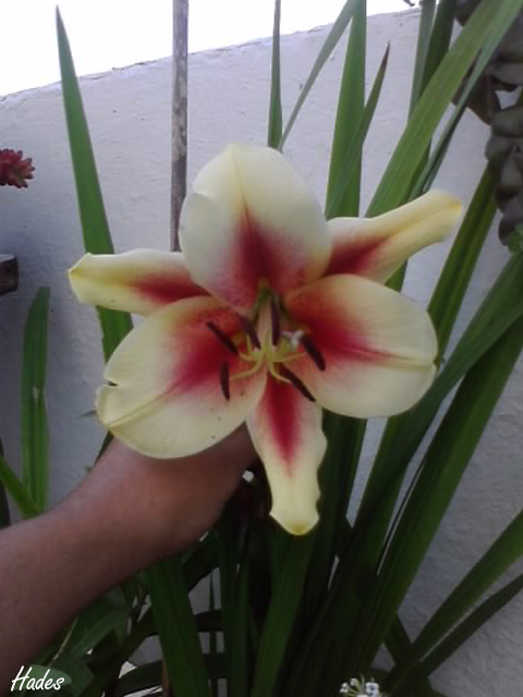 lilium+arbustivo.jpg