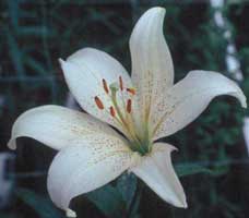 lilium-blanco.jpg