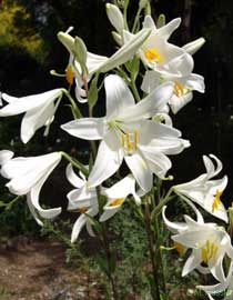 lilium-candidum.jpg