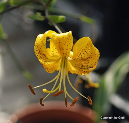 Lilium+leichtlinii+leichtlinii+rid.jpg
