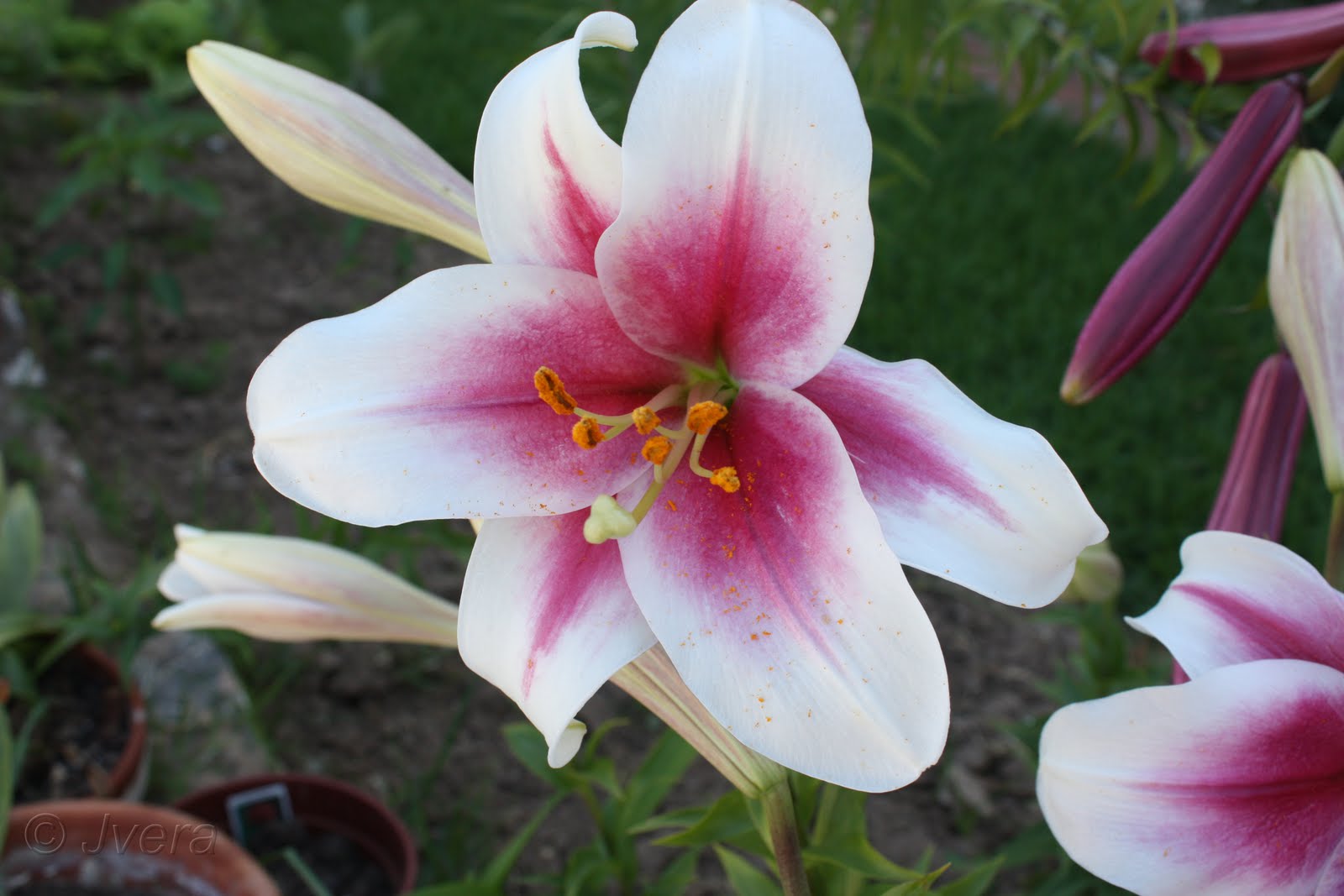 lilium+longiflorum+casarosa4.jpg