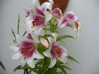 lilium10.JPG