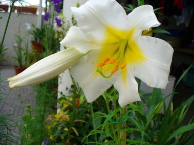 lilium_21mai07.JPG