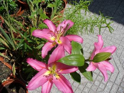 lilium_22abr07.JPG