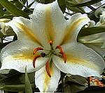 Lilium_auratumT.jpg