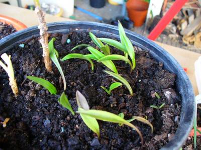 lilium_baby_1-4.JPG