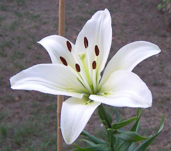 lilium_blanco%204.jpg