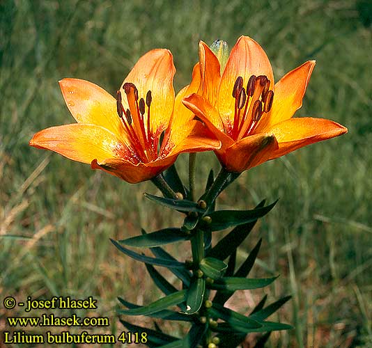 lilium_bulbuferum_4118.jpg