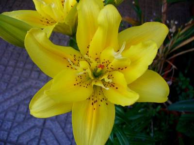 lilium_doble_6jun07.JPG