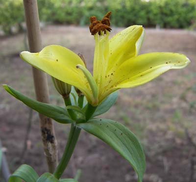lilium_flor%201.jpg