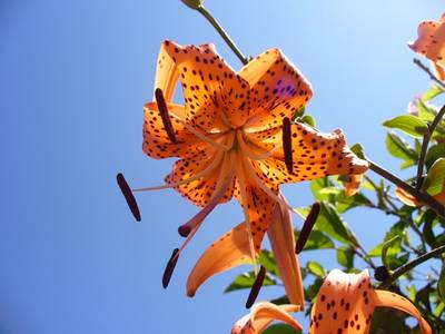 lilium_lancifolium_jul06.jpg