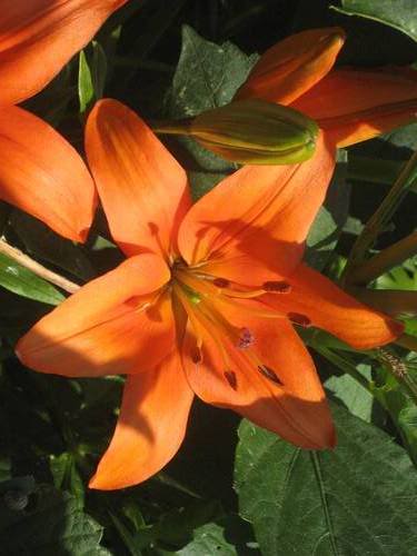 lilium_naranja.jpg