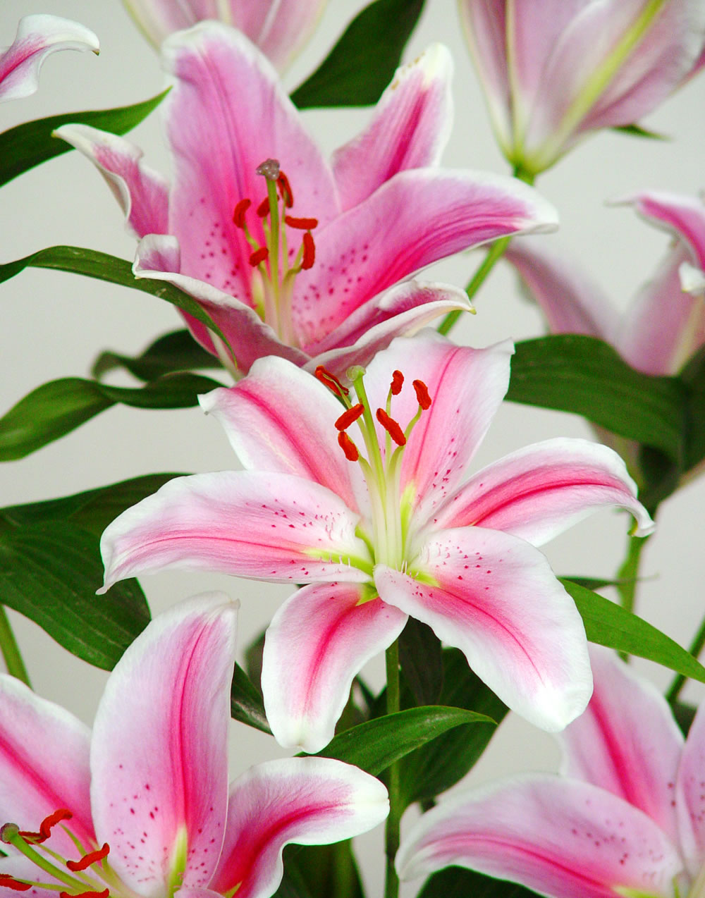 lilium_oriental_rosa.jpg