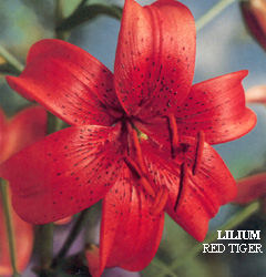Lilium_RED_TIGER.jpg