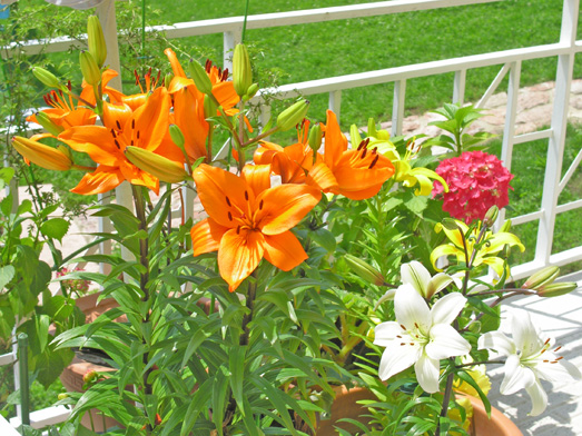 Liliums en la terraza.jpg