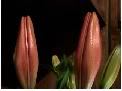 liliums1.jpg