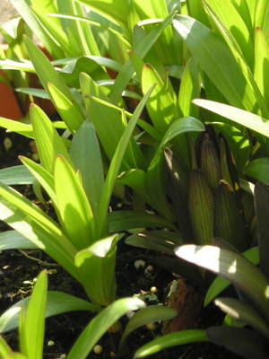 Liliums_en_jardinera.jpg