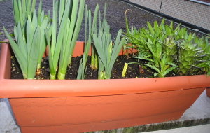 Liliums_y_Narcisos.jpg