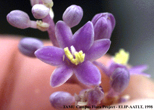 lillirmusar4.gif