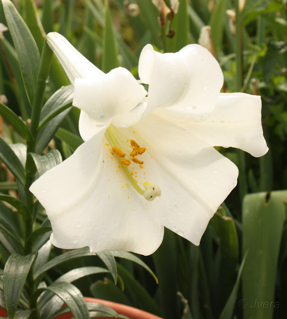 lillium%20longiflorum%2020114.jpg