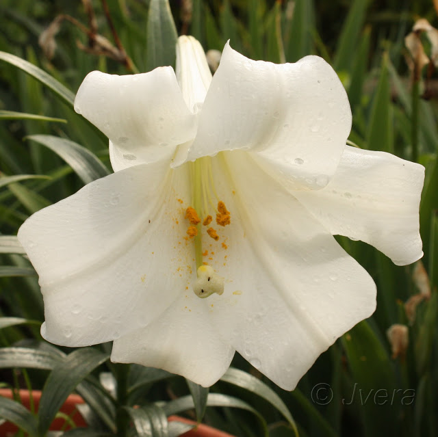 lillium%20longiflorum2011.jpg