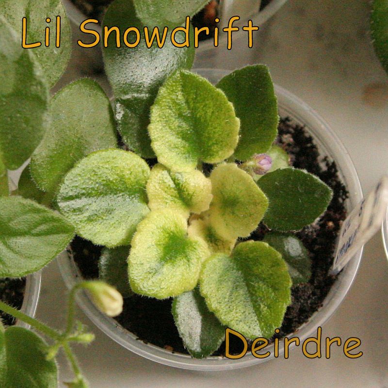LilSnowdrift01.jpg