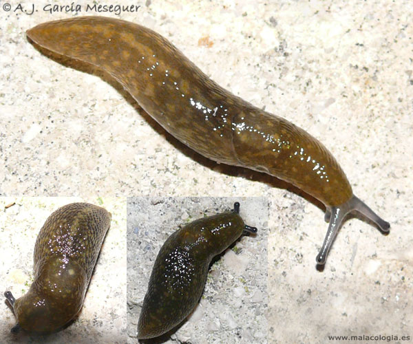 limax-flavus.jpg