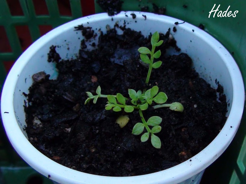 limnanthes+douglasii.jpg