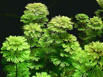 limnophila_sessiliflora.jpg