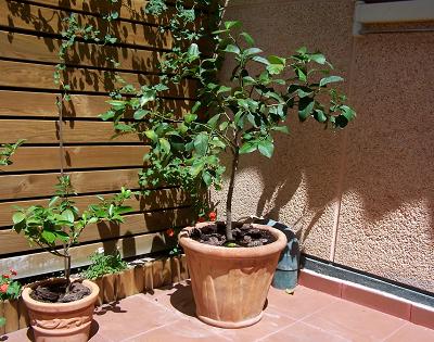 limon%2Ccalamondin.jpg