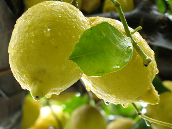 Limon-Beneficios.jpg