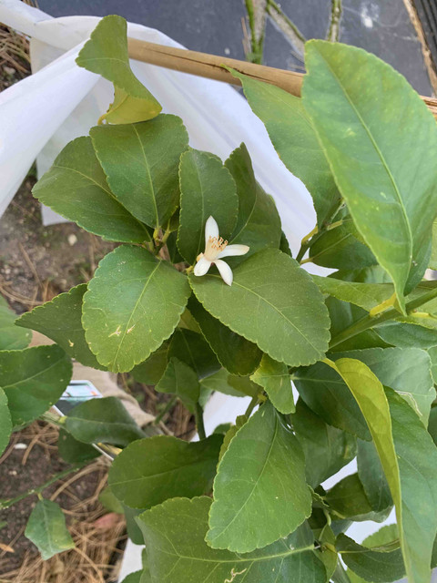 limon-invierno01.jpg