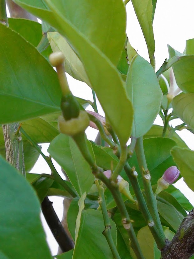 limon.jpg